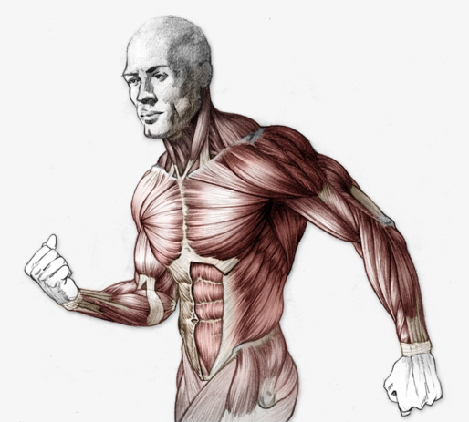 Semnalele corpului gâtul brațele spatele